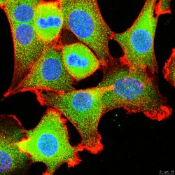Polo-like kinase-1, Rabbit anti-Mouse, Human, Polyclonal, Millipore Sigma